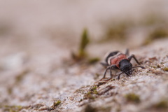 Thanasimus formicarius
