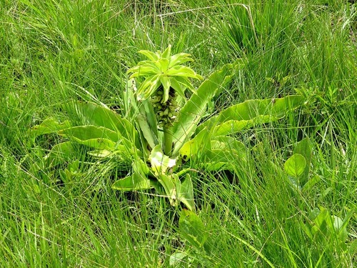 Eucomis image