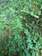 Persicaria runcinata