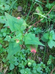 Persicaria runcinata