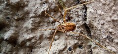 Dicranopalpus pulchellus