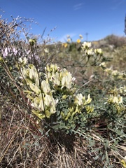 Astragalus speirocarpus