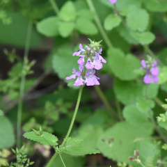 Stachys drummondii