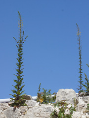 Verbascum levanticum