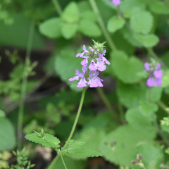 Stachys drummondii