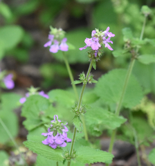 Stachys drummondii