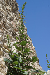 Verbascum levanticum