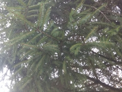Picea morrisonicola