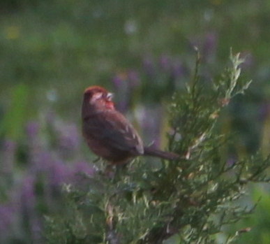 Red-mantled Rosefinch