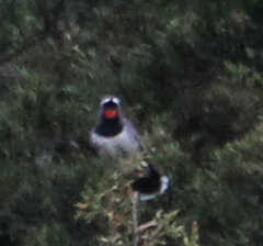Calliope pectoralis