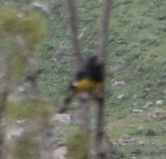 Mycerobas carnipes