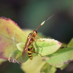 Setanta parsimonica