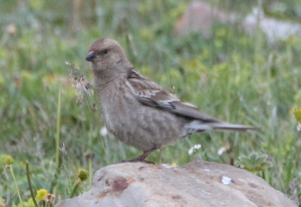 Plain Mountain Finch photo