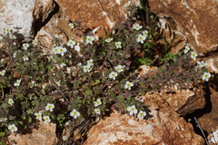 Veronica lycica