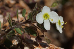 Veronica lycica