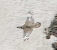 Tetraogallus himalayensis