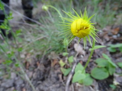 Doronicum plantagineum