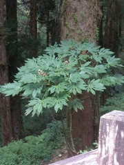 Fatsia polycarpa