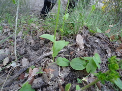 Doronicum plantagineum