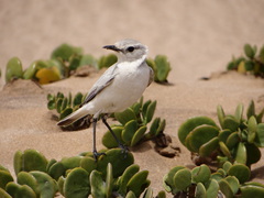 Emarginata tractrac