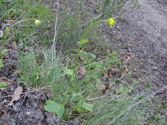 Doronicum plantagineum