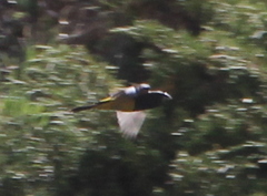 Mycerobas carnipes