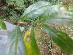 Viburnum urceolatum