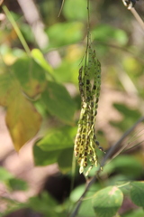 Desmodium tiliifolium