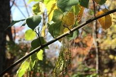 Desmodium tiliifolium