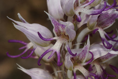 Orchis simia simia