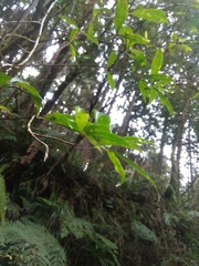 Viburnum urceolatum