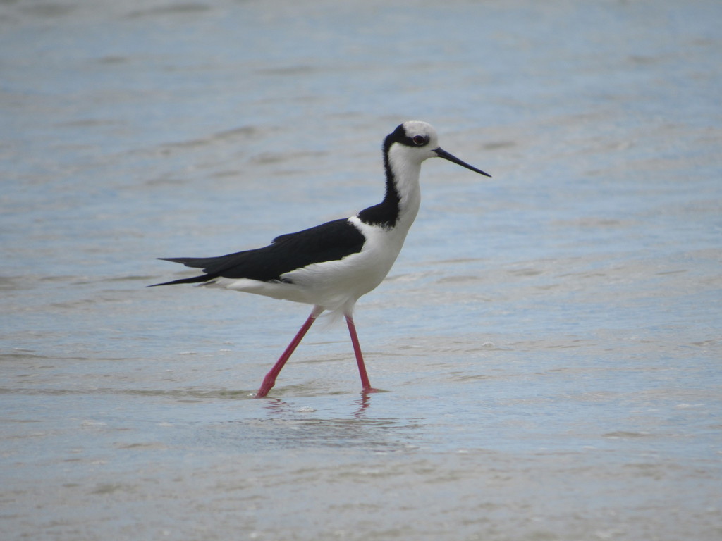 White-backed Stilt