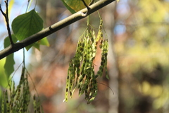 Desmodium tiliifolium