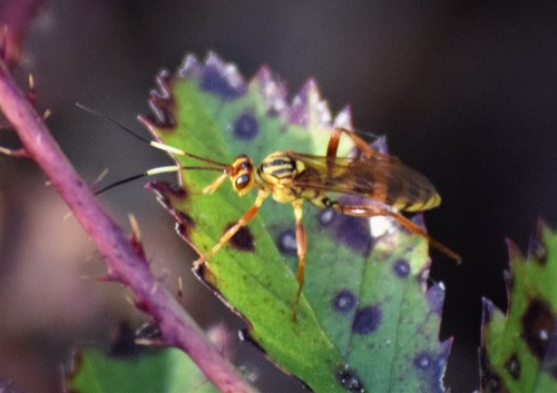 Genus Setanta · iNaturalist