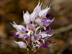 Orchis simia simia