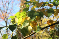 Desmodium tiliifolium