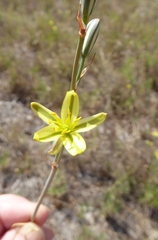 Albuca suaveolens