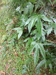 Fatsia polycarpa