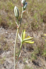 Albuca suaveolens