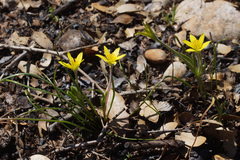 Gagea peduncularis