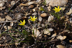 Gagea peduncularis