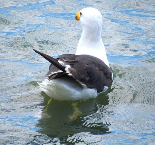 Larus dominicanus