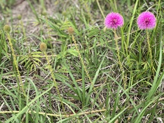 Mimosa hystricina