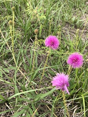 Mimosa hystricina
