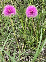 Mimosa hystricina