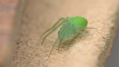Araneus uniformis