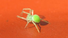 Araneus uniformis