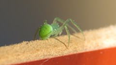 Araneus uniformis
