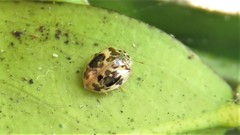 Psyllobora bicongregata