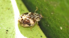 Psyllobora bicongregata